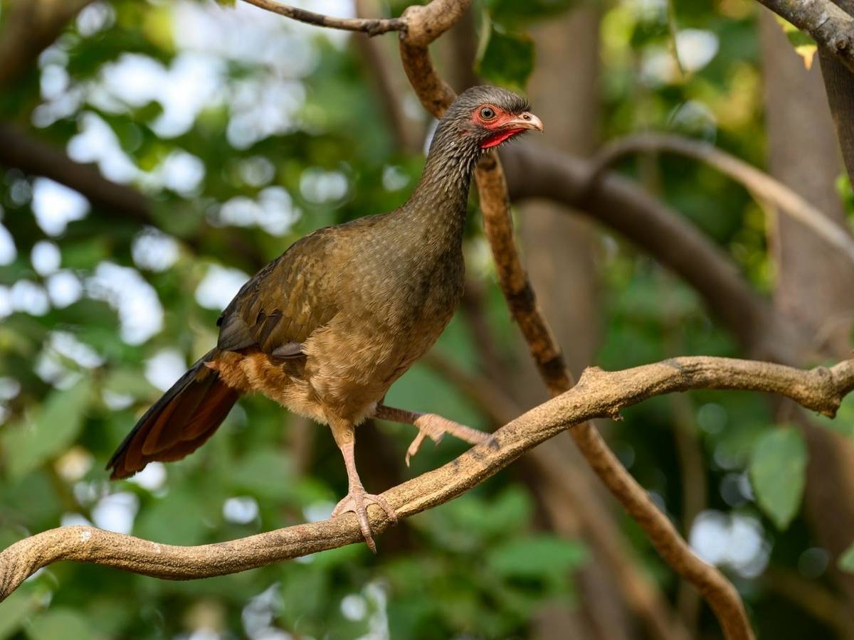 Chaco Chachalaca, Paraguay shutterstock_2240152693.jpg