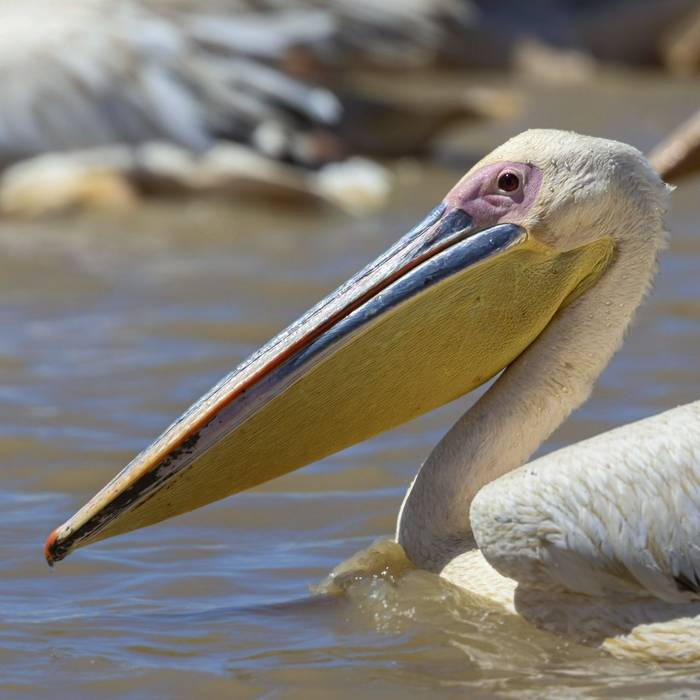 Great White Pelican, Marcus John.jpg