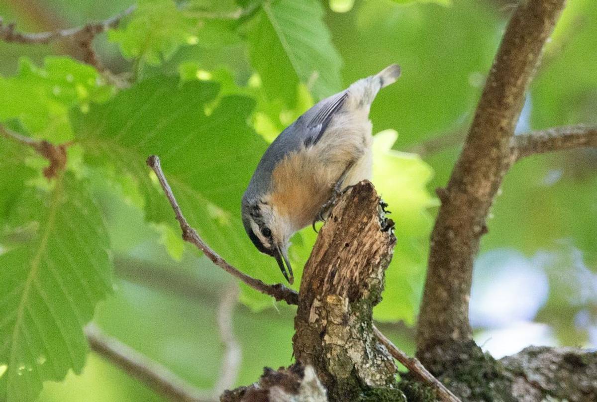 Algerian Nuthatch © M-A Dakhli