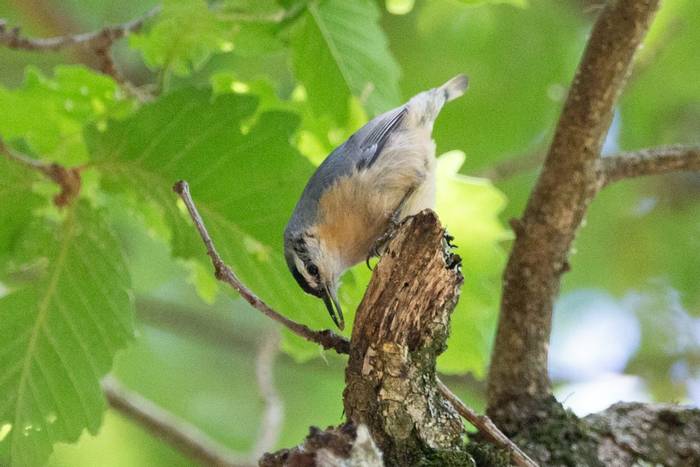 Algerian Nuthatch © M-A Dakhli