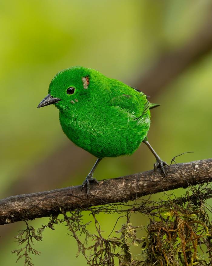 Glistening green Tanager © Francisco Munoz.jpg