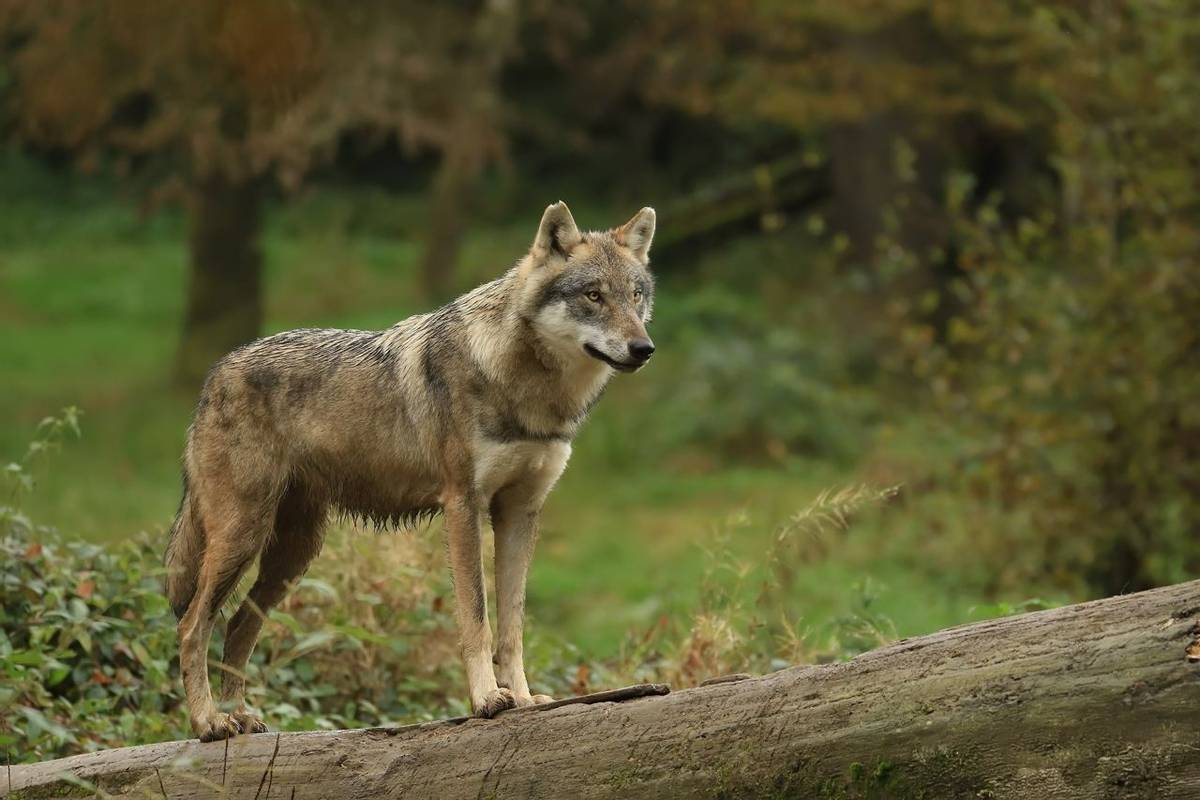 American Rockies - Wildlife - Wolf - AdobeStock_124504608.jpeg