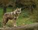 American Rockies - Wildlife - Wolf - AdobeStock_124504608.jpeg