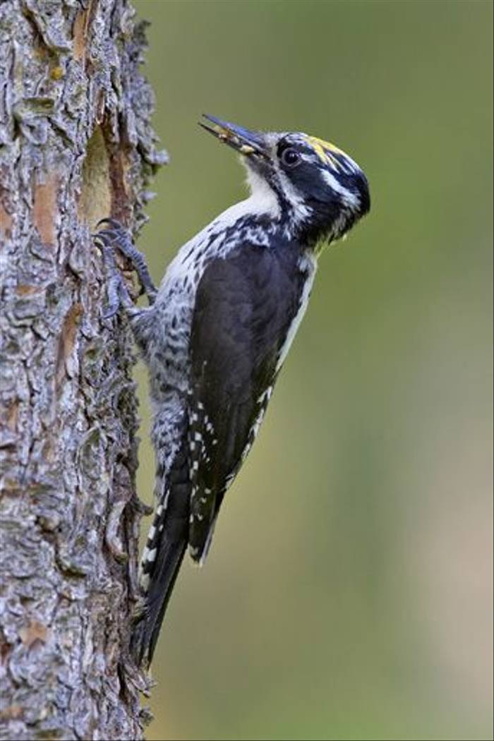 Three-toed Woodpecker (Jari Peltomaki)