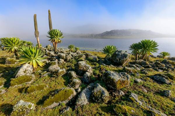 Giant Lobelia, Bale Mountains, Ethiopia Shutterstock 1169999635