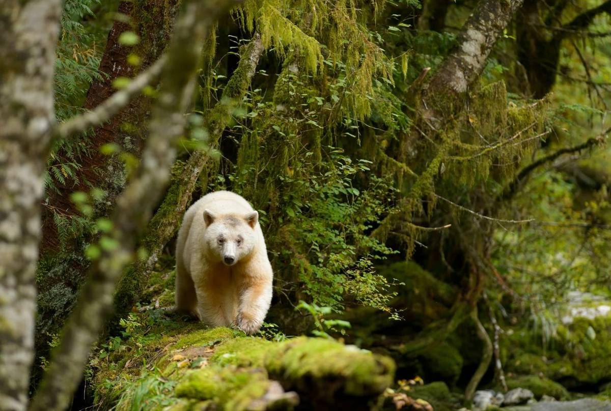 Spirit Bear Shutterstock 404480242