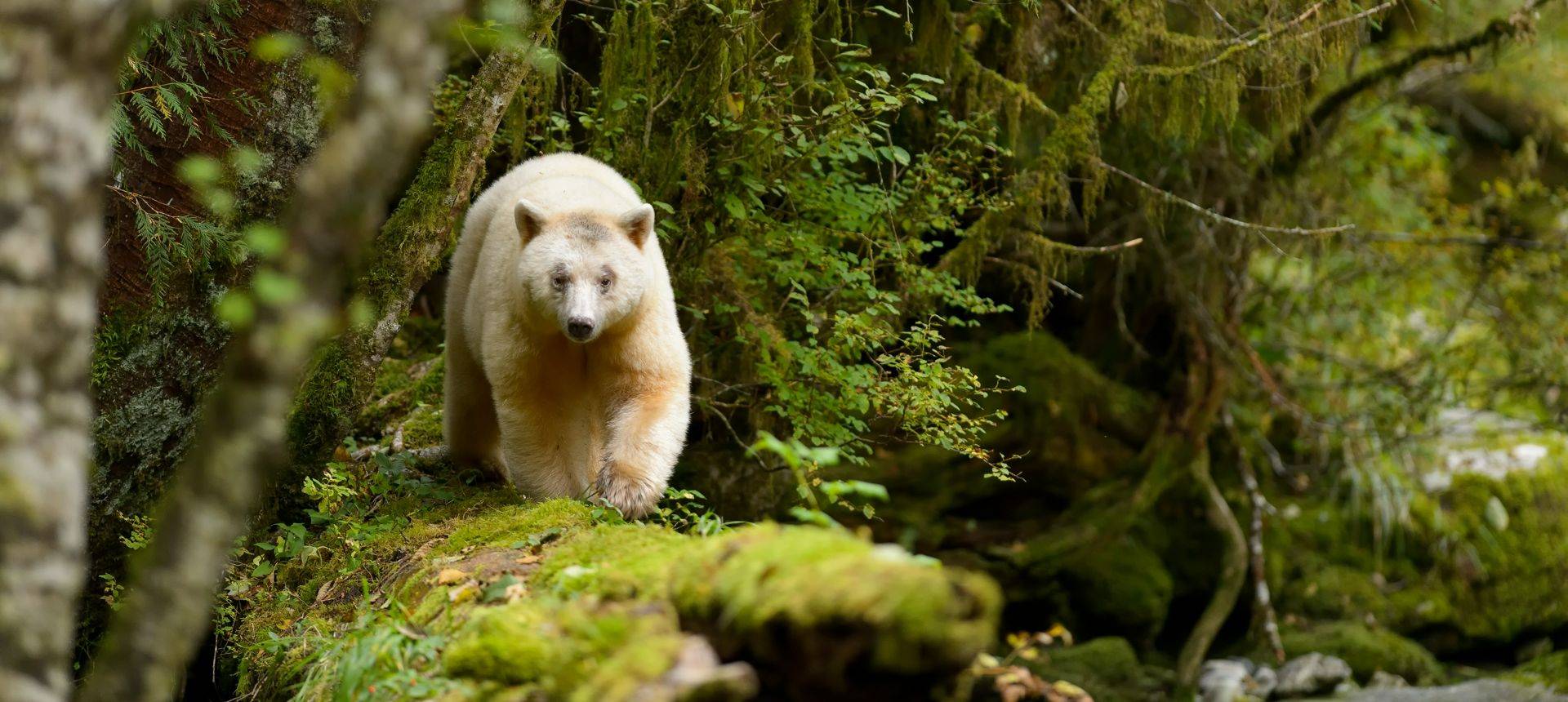 Spirit Bear Shutterstock 404480242