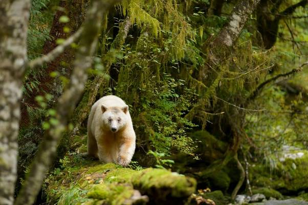 Spirit Bear Shutterstock 404480242