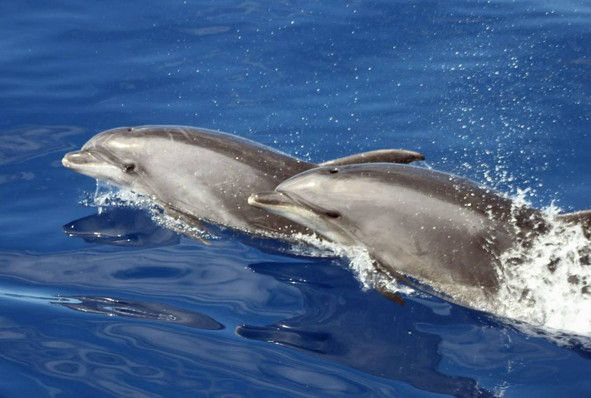 Bottlenose Dolphins © Tom Mabbett