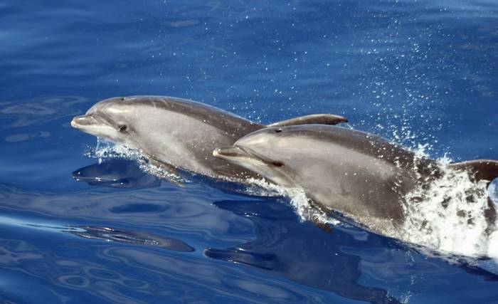 Bottlenose Dolphins © Tom Mabbett