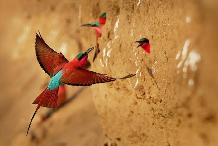 Southern Carmine Bee-eaters shutterstock_1545821495.jpg