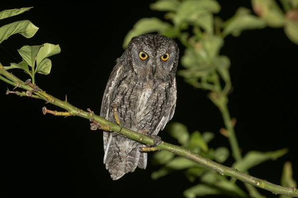 Cyprus Scops Owl shutterstock_1438690031.jpg