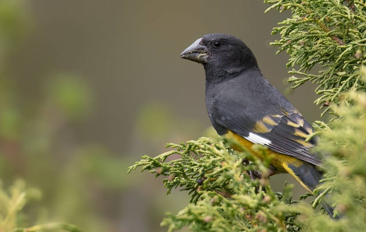 White-winged Grosbeak © Chris Griffin, May 2026