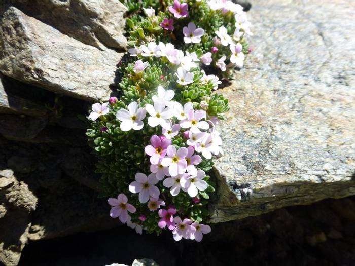 Androcace alpina (Kerrie Porteous)