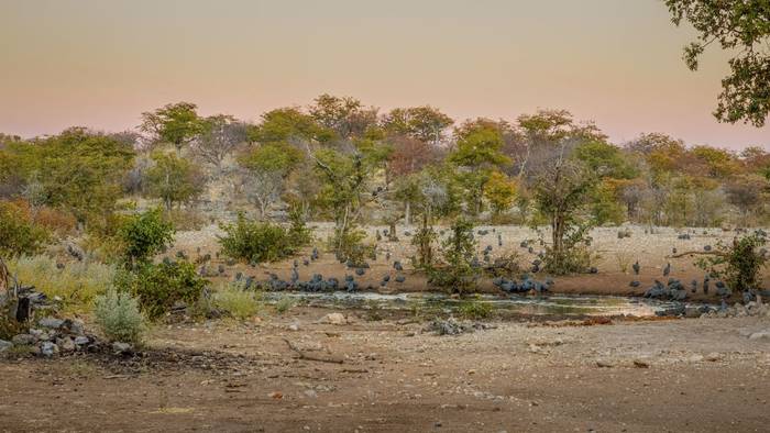 Guinea Fowl, Ongava Private Game Reserve