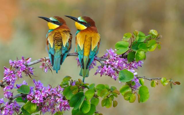 European Bee Eaters shutterstock_1704142348.jpg