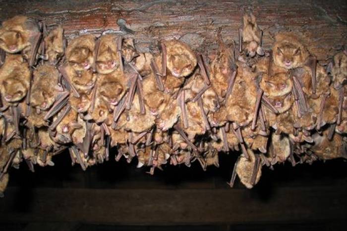 Geoffroy's Bats