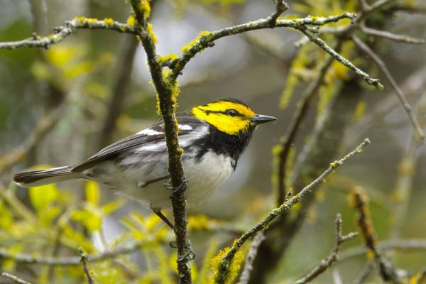 Golden-cheeked Warbler Image