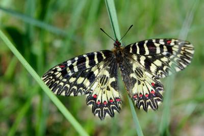 Southern Festoon Image