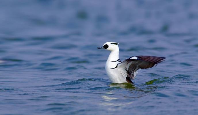 Smew shutterstock_513296332.jpg