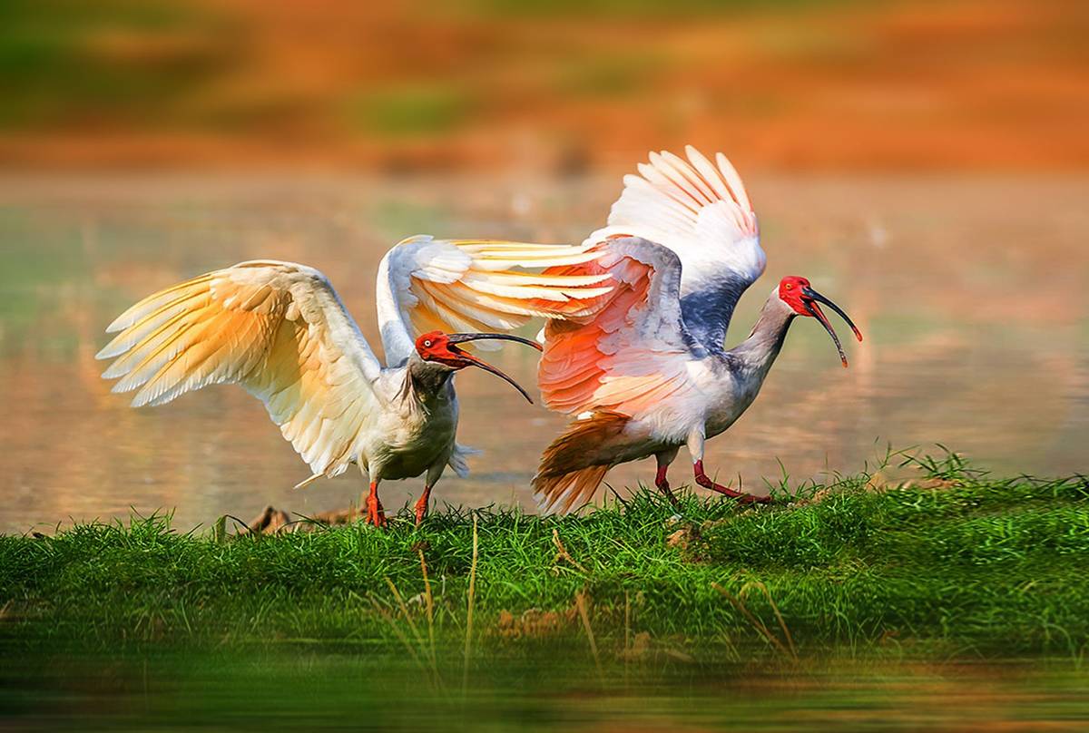 Crested Ibis shutterstock_560656954.jpg