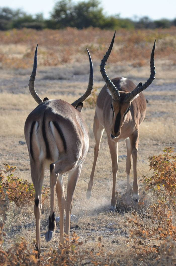 Male Impala Squaring Up