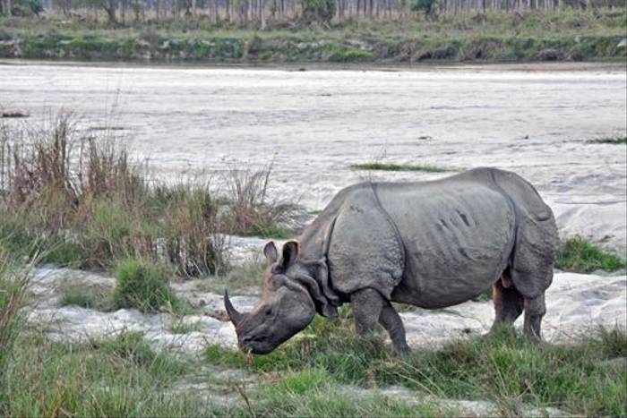 Indian One-horned Rhino, Chitwan (John Keighley)