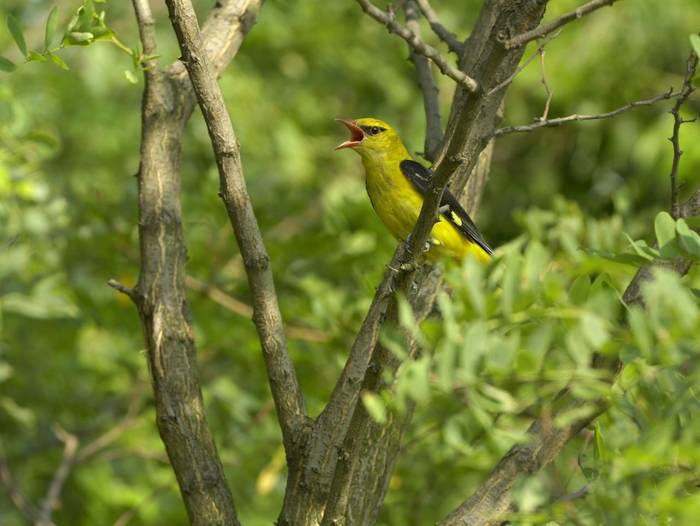Golden Oriole shutterstock_167420273.jpg