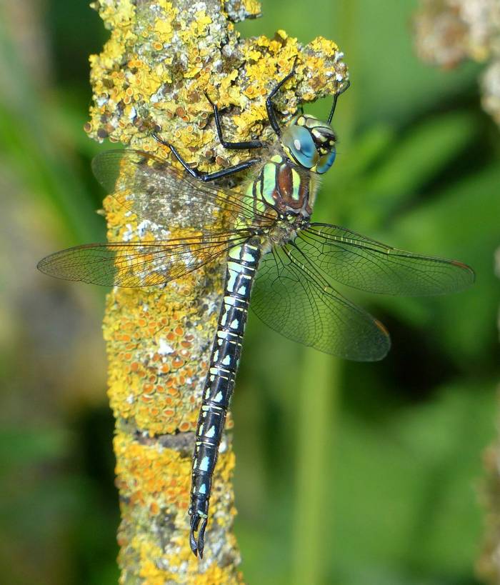 Hairy Dragonfly (Brachytron pratense) (Dave Smallshire)