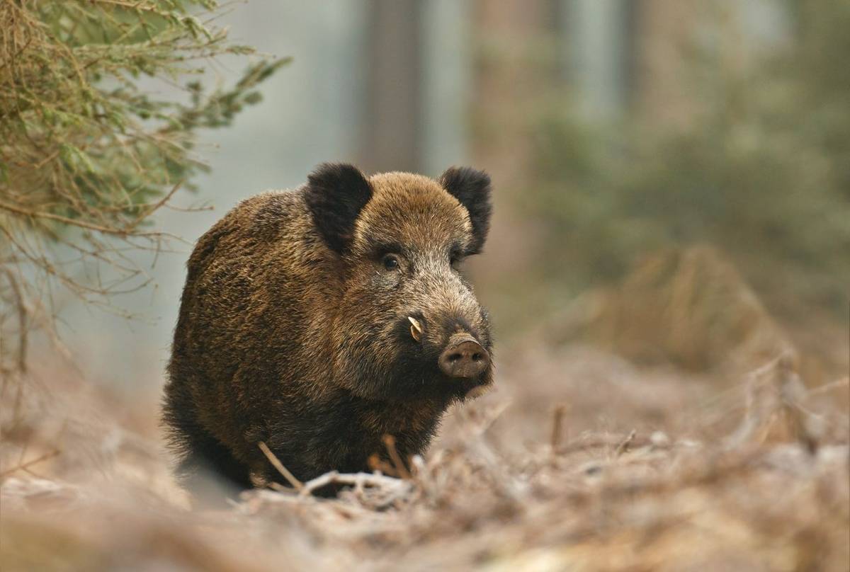 Wild Boar.
