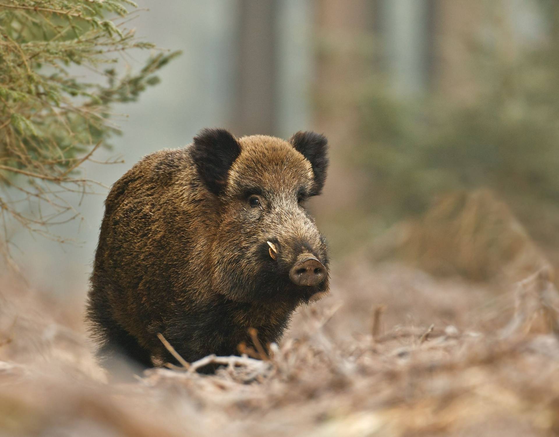 Wild Boar Image