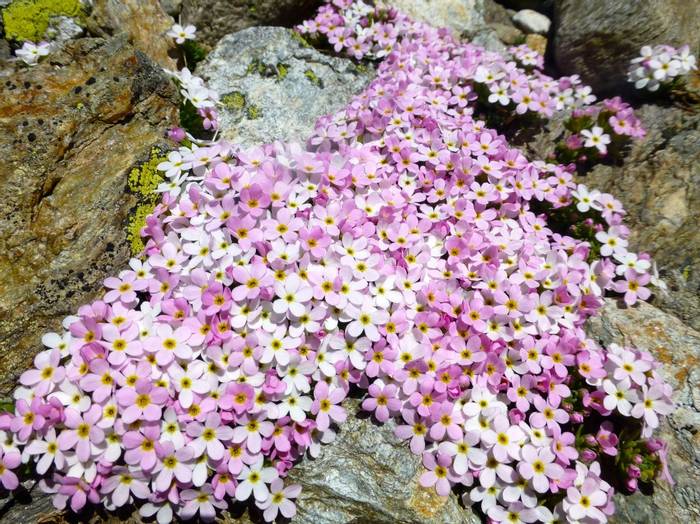 Alpine Rock-jasmine (Androsace alpina) (Kerrie Porteous)