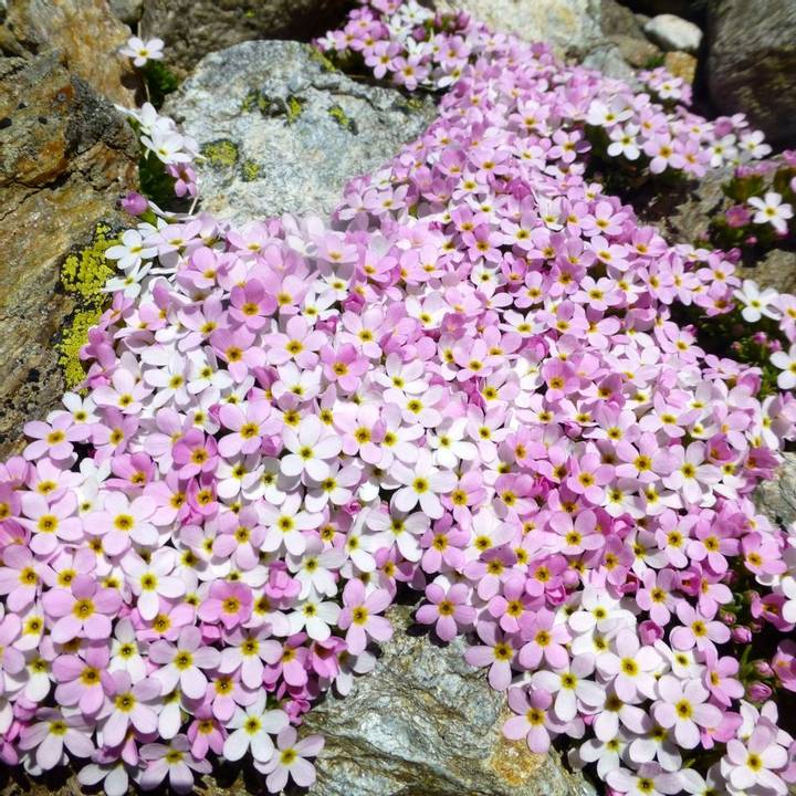 Alpine rock-jasmine