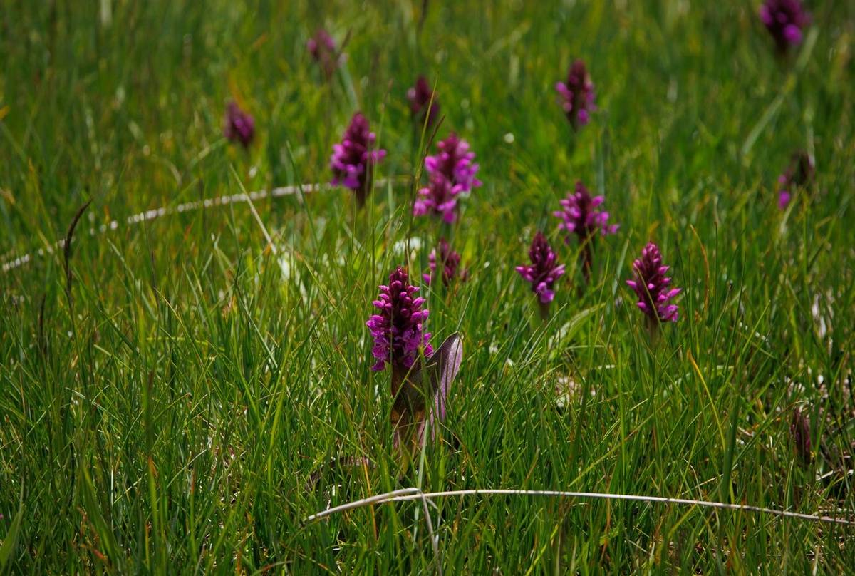 Black Sea Marsh Orchid (Dactylorhizha euxiana) © Giorgi Natsvlishvili, June 2025