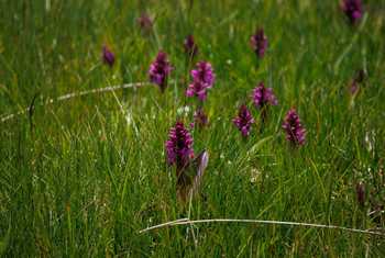 Black Sea Marsh Orchid (Dactylorhizha euxiana) © Giorgi Natsvlishvili, June 2025