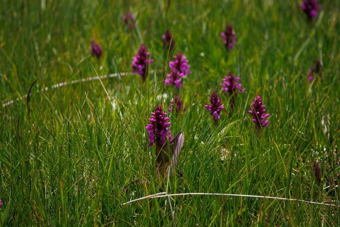 Black Sea Marsh Orchid (Dactylorhizha euxiana) © Giorgi Natsvlishvili, June 2025