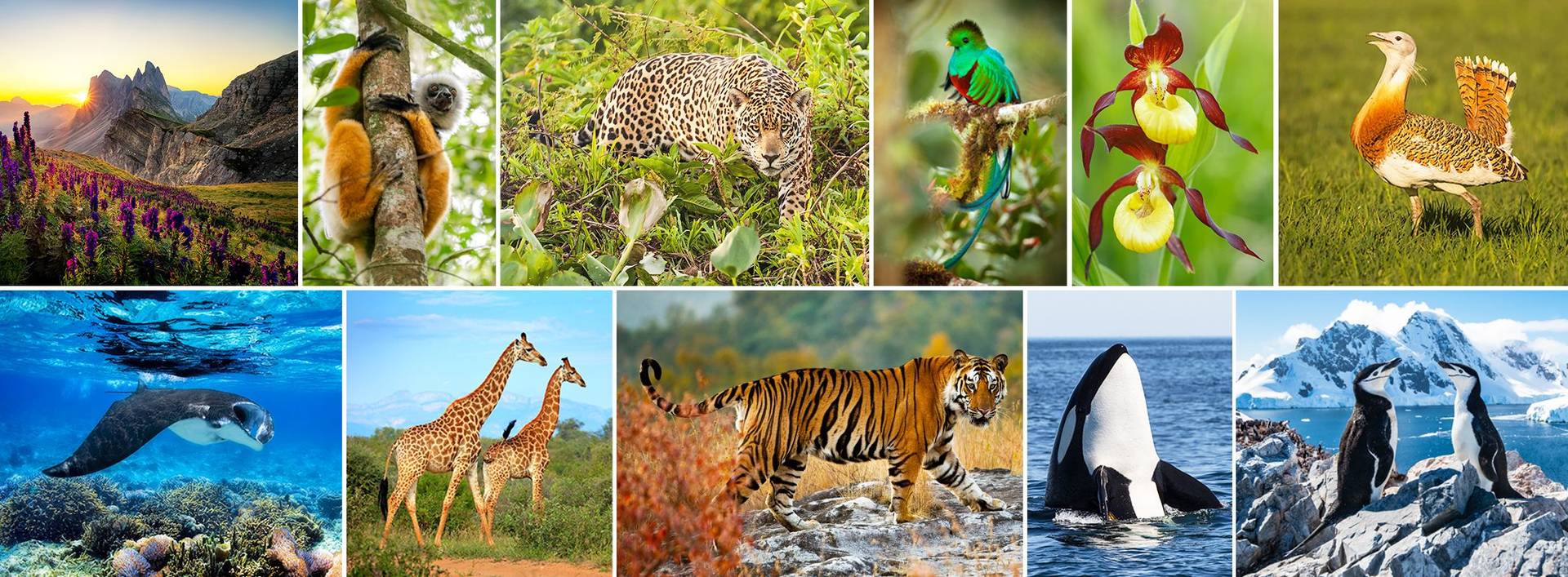 Wildlife of the World: Global Wildlife Tour & Safari