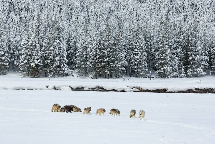Wolves Yellowstone USA shutterstock_1046058085.jpg