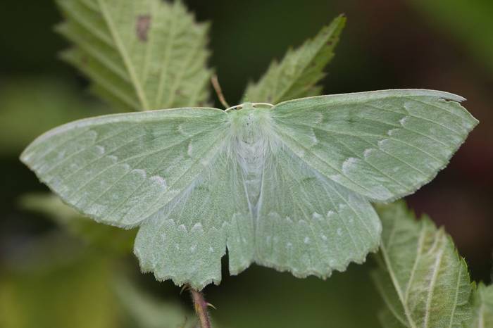 Large Emerald, Josh Phangurha