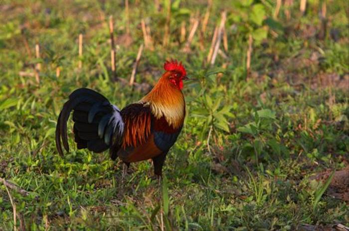 Red Jungle Fowl (Raghu Kulkarni)