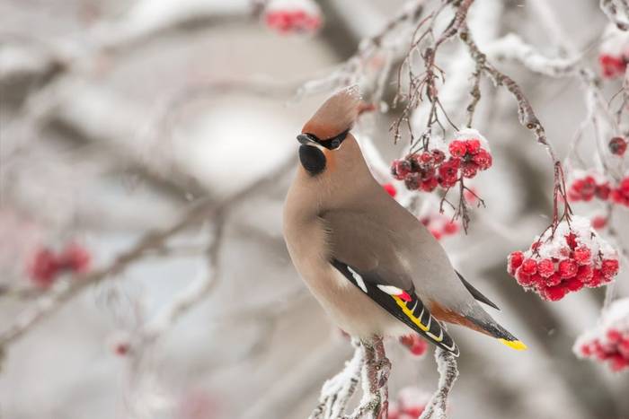 Waxwing shutterstock_245338702.jpg