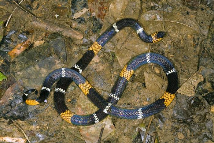 Hemprich's Coral Snake (Micrurus hemprichii)