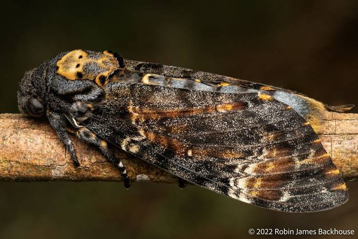 Death's-head Hawk-moth (Acherontia atropos) © Robin James Backhouse