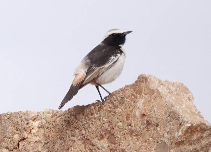 Red-rumped Wheatear (Male)© Martin Pitt, January 2025 tour