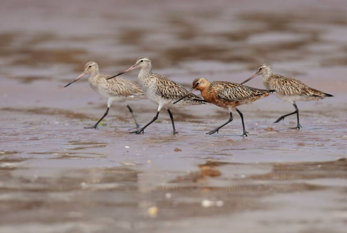 Bar-tailed Godwit shutterstock_417430708.jpg