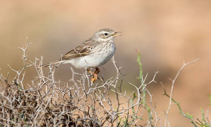 Berthelot's Pipit, Fuerteventura © Brian Small.jpg