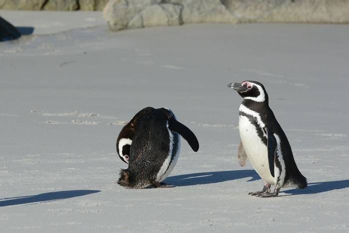 Magellanic Penguins - Falklands.jpg