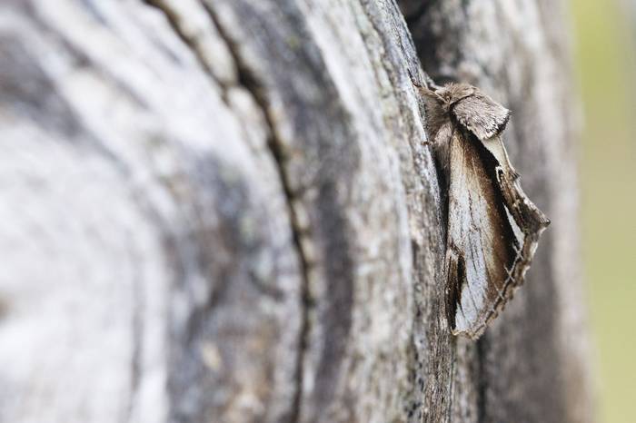 Lesser Swallow Prominent, Josh Phangurha