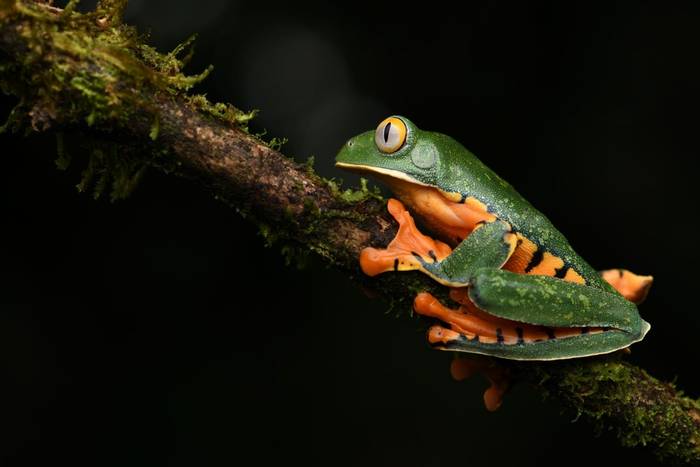 Splendid Leaf Frog (Cruziohyla calcarifer)