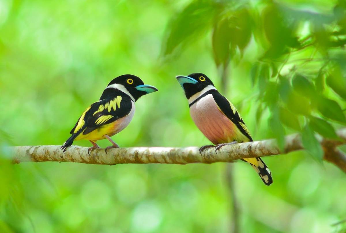 Black And Yellow Broadbill Shutterstock 192288560